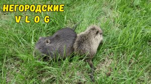 Женя чуть не раздавил Кнопку :(( 4.06.26