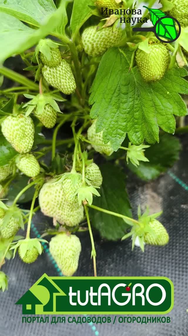 🍓 Красим КЛУБНИКУ! Подкормка сразу на сладость, крупность и уничтожение гнилей.