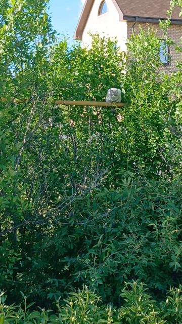 КОТ ПРИШЕЛ НА ОХОТУ
