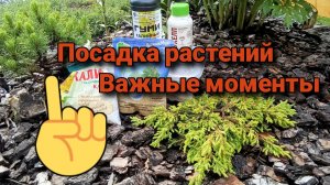 Посадка растений. Важные моменты.