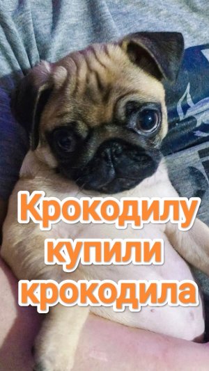 Крокодилу купили крокодила
