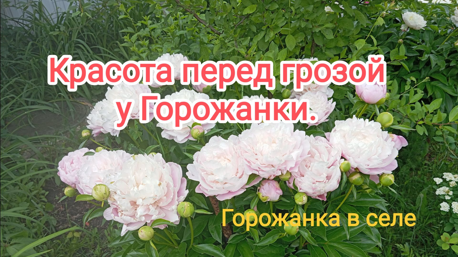 Красота перед грозой у Горожанки.