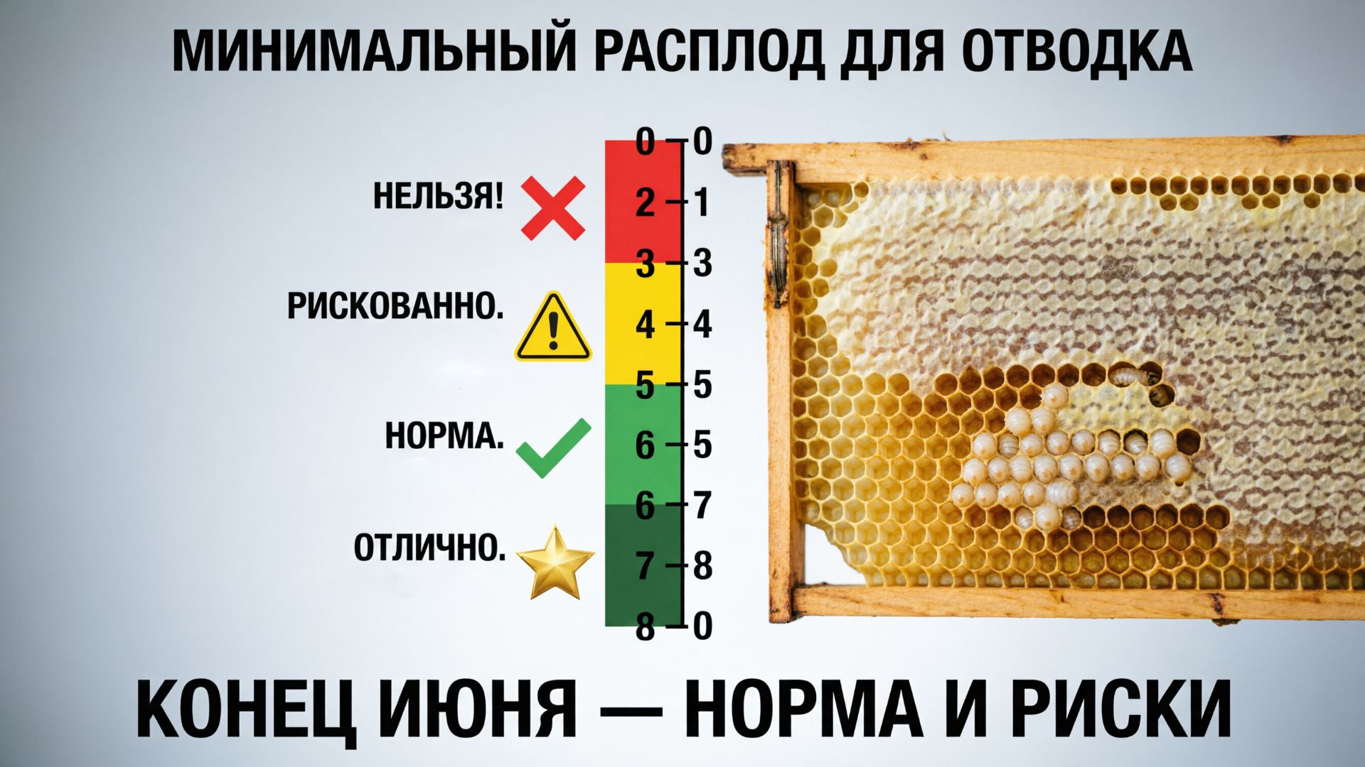 Какое минимальное количество расплода нужно для отводка в конце июня? Отвечает Кашковский 📊🐝