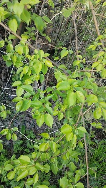 VID_20260520_192239