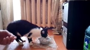 Жизнь как акула! Живу как могу!