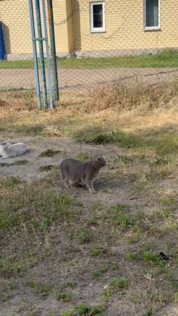 Коржик гуляет.