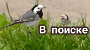 Трясогузка в поиске насекомых для птенцов