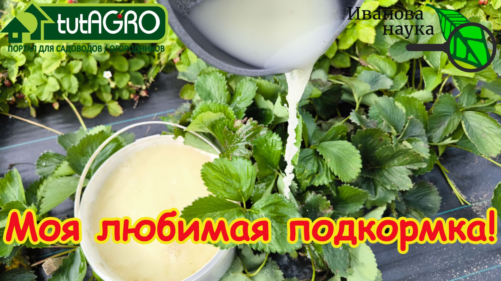 🍓 Клубника завалит урожаем! Ни гнили, ни слизней! ❌Чем подкормить клубнику на ягоде от болезней? 🧪 смотреть онлайн