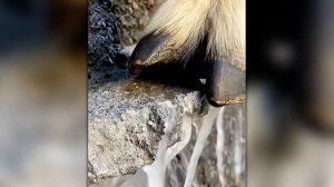Глаза Не Верят, Но Эти Случаи с Животными Сняли На Камеру