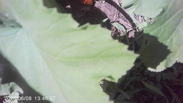 Обзор  новых  кабачковых растений и сравнение толщин стеблей