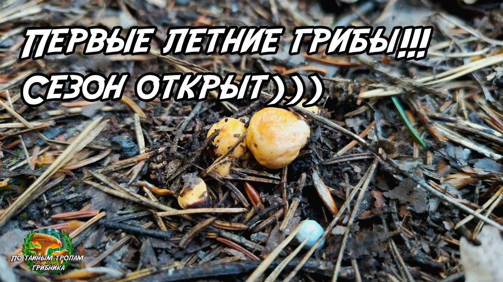 Первые летние грибы) Сезон открыт) смотреть онлайн