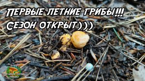 Первые летние грибы) Сезон открыт)