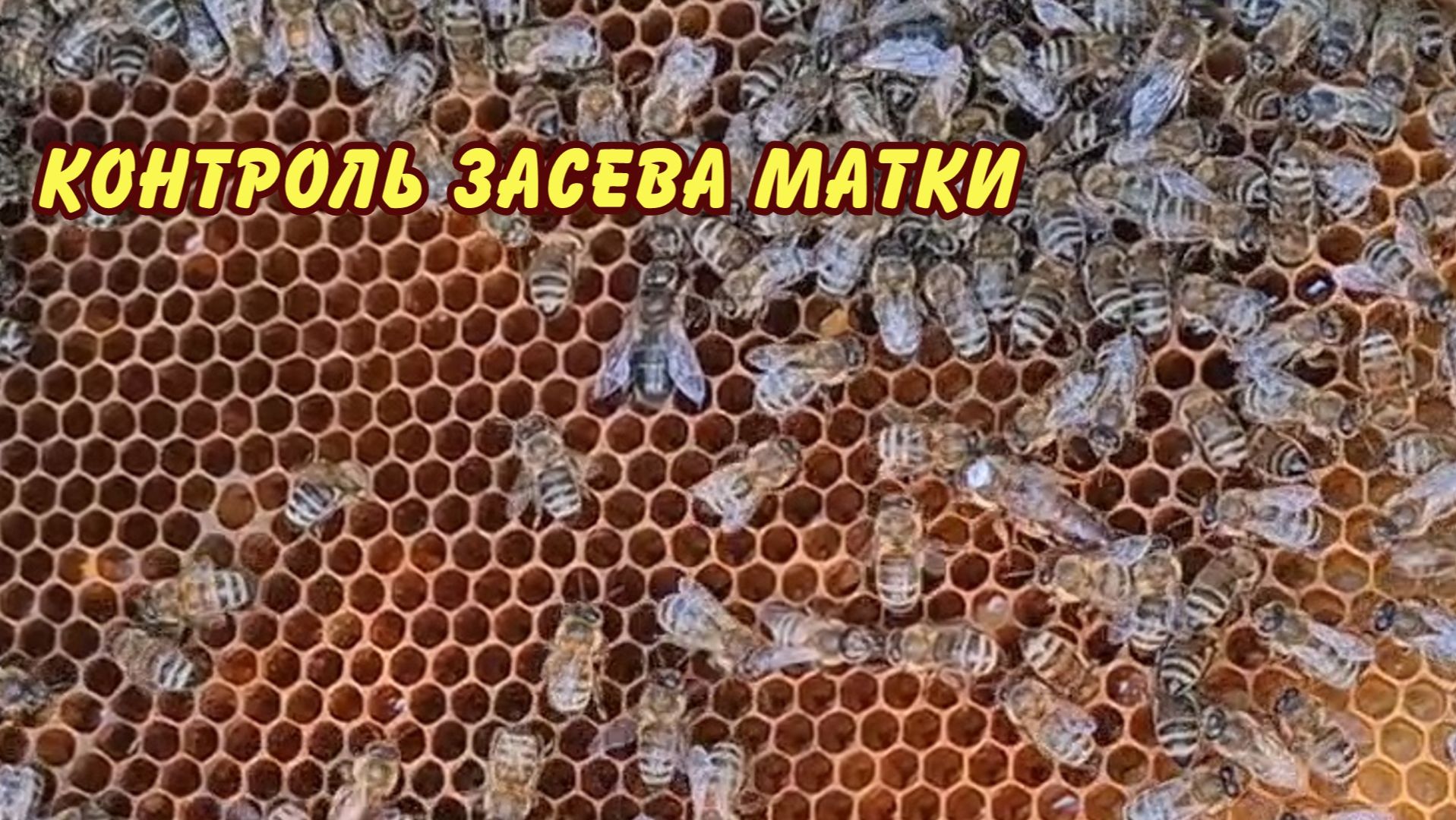 пчеловодство, контроль засева матки это главное