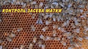 пчеловодство, контроль засева матки это главное