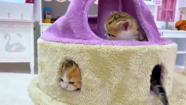 Настя и котята учит цвета Приключения Насти и кошечек [get.gt] смотреть онлайн