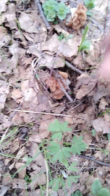 ✔Охота🔪 за строчками🍄 Часть 2✔