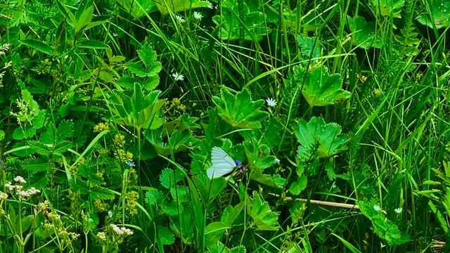 У воды🌾🌱🏞️🌳🌾