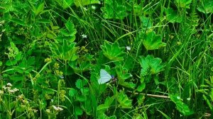 У воды🌾🌱🏞️🌳🌾