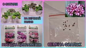 Перевалка фиалок с фитильного полива на верхний. Семена фиалки. Посадка цикламенов.
