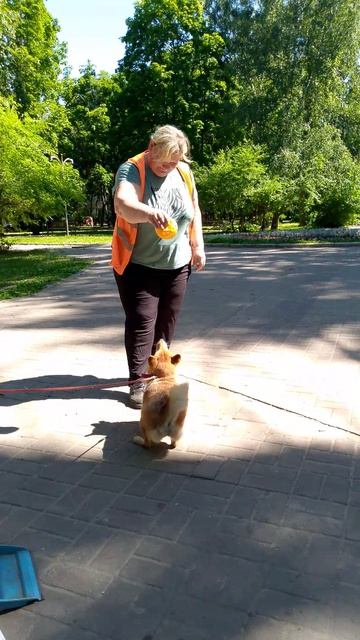собака улыбака сиба приколы -танцы сиба