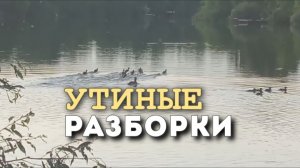 Утиные разборки на озере #михалычдачник