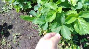 Клубника#Клубничные дела#растим клубнику#