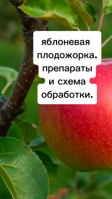 Обработка сада от вредителей. Яблоневая плодожорка.