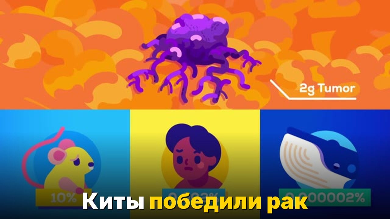 Почему киты не болеют раком, а люди — болеют-