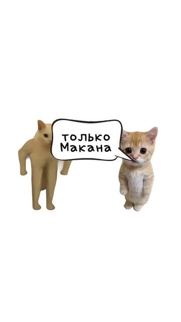 котята поясняют