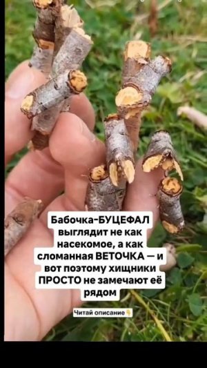 Клип @dvk_virus