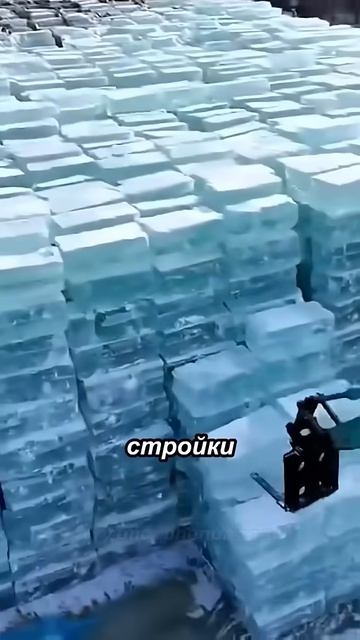 Зачем они запасаются тоннами льда?