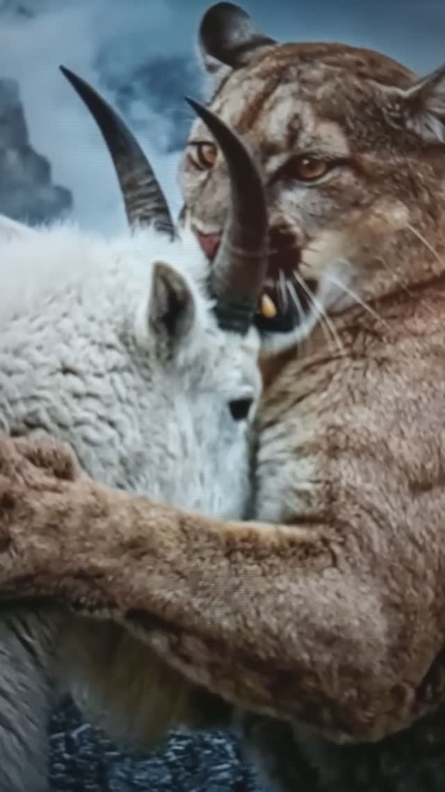 Схватка Пумы с Козлом😯😳#Shorts