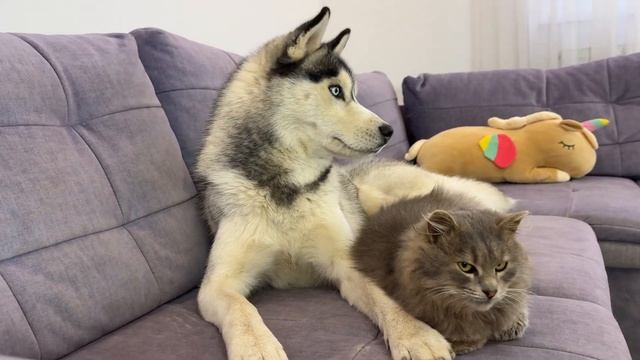 Пушистый котенок не может уснуть без своего огромного друга-хаски!!