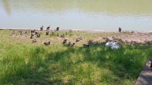 Водоплавающие и пресмыкающееся. Нальчик, озеро «Трек».08.06.2026