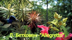 Л. Бетховен - Allegretto