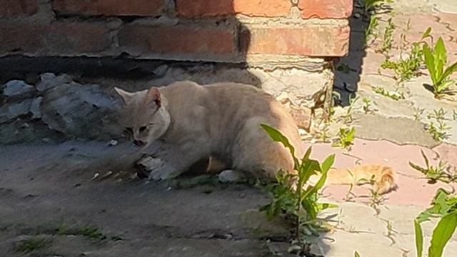 Ворюга смотреть онлайн
