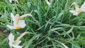 Нарциссы: вся правда, которую скрывают садоводы годами!