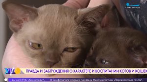 Правда и заблуждения о характере и воспитании кошек