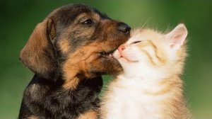 Смешные моменты с кошками и собаками🐶🐱