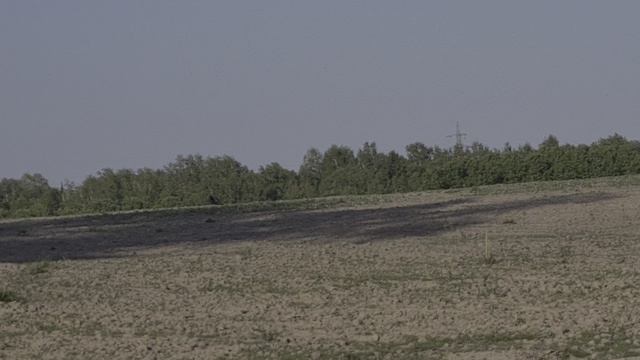 Вороны. Трое и ещё один.