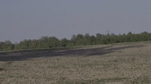Вороны. Трое и ещё один.