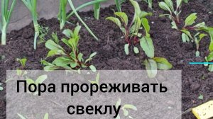Прореживаем свеклу, когда появились 3-4 настоящих листочка