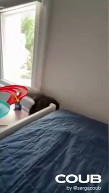 Беспокойные котики смотреть онлайн