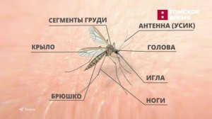 В Томской области ожидается увеличение численности комаров