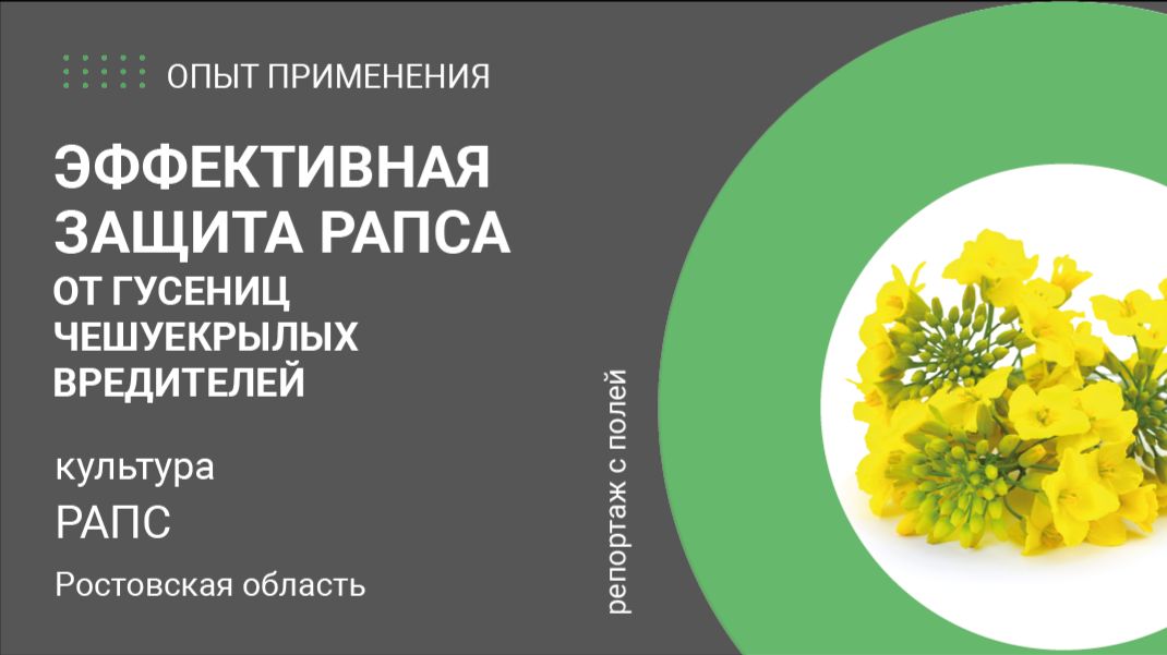 Эффективная защита рапса от гусениц чешуекрылых вредителей. Обработка BioSleep BW