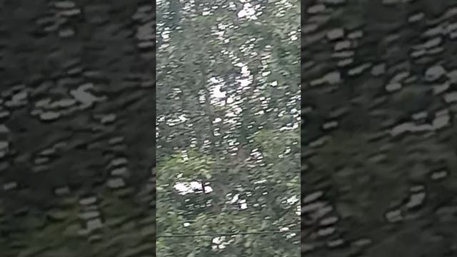 голуби Ломова начинают подниматься