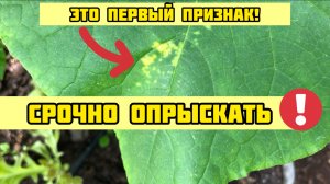 ЖЕЛТЫЕ ПЯТНА на листьях огурца? СРОЧНО ОПРЫСКАЙТЕ