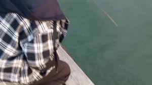 бобёр плавает