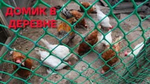 Жизнь в деревне Куры несутся даже сидя на диете