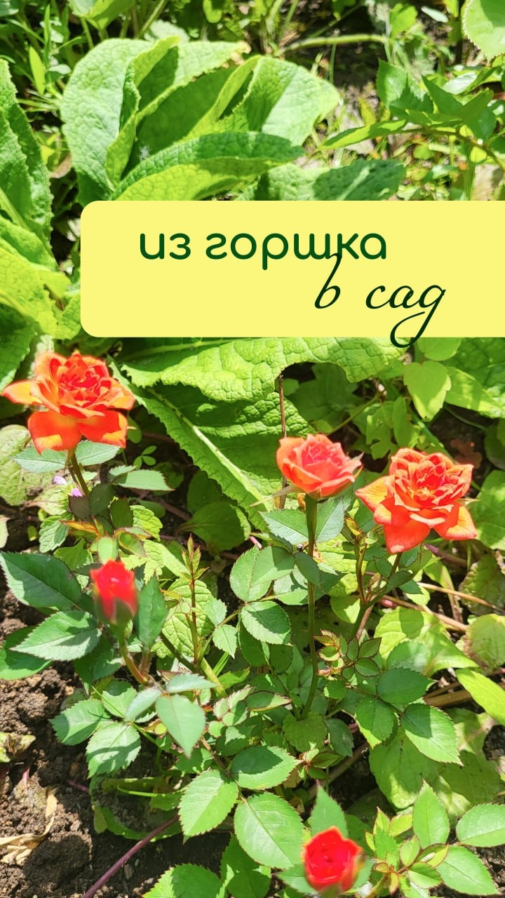 Из ГОРШКА в САД
